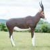 Wildcrete Blesbuck Ram